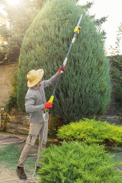 How Our Tree Care Process Works  in Argyle, TX